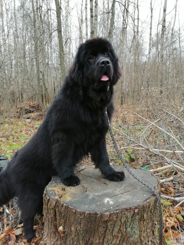 Фото: ньюфаундленд Divina Star Fish (Дивина Стар Фиш)