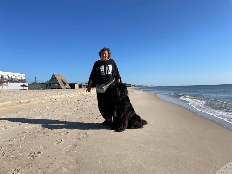 Фото: ньюфаундленд Daanich Veselyiy Rodjer (Даанич Веселый Роджер), Liliana Rahmatova (Лилиана Рахматова)