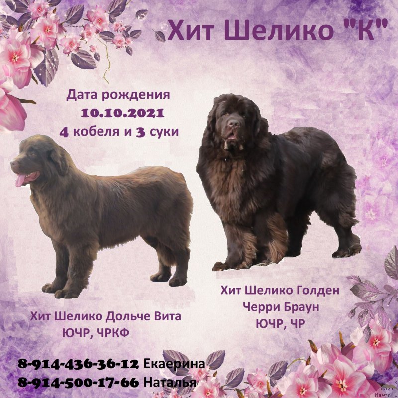 Фото: ньюфаундленд Hit Sheliko Dolce Vita (Хит Шелико Дольче Вита)