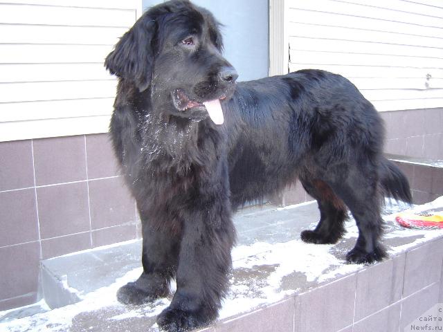 Фото: ньюфаундленд Sent Djons Jaklin (Сент Джонс Жаклин)