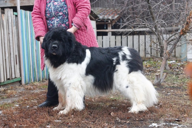 Фото: ньюфаундленд Bi Perfekt Volshebnaya Skazka (Би Перфект Волшебная Сказка)