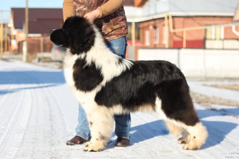 Фото: ньюфаундленд Oukaya Forever Silence Est Dor Akvian Song