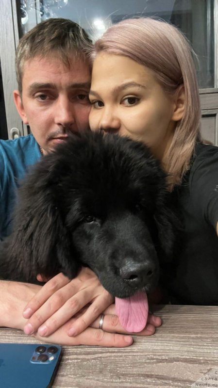 Фото: ньюфаундленд Sherman Lav Forever (Шерман Лав Форевер)