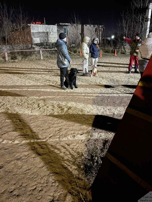 Фото: ньюфаундленд SHerri Dark SHarm (Шерри Дарк Шарм)