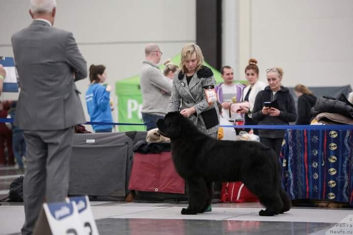 Фото: ньюфаундленд Okean Mechty Ambassador (Океан Мечты Амбассадор)
