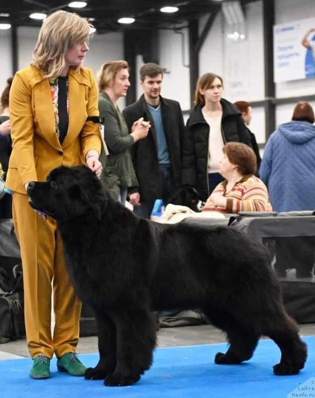 Фото: ньюфаундленд Okean Mechty Ambassador (Океан Мечты Амбассадор)