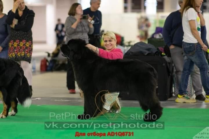 Фото: ньюфаундленд Okean Mechty Ambassador (Океан Мечты Амбассадор)