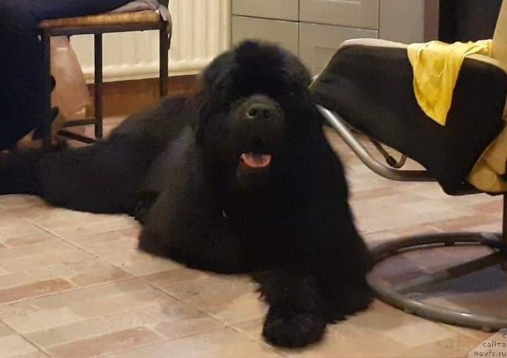 Фото: ньюфаундленд Okean Mechty Ambassador (Океан Мечты Амбассадор)