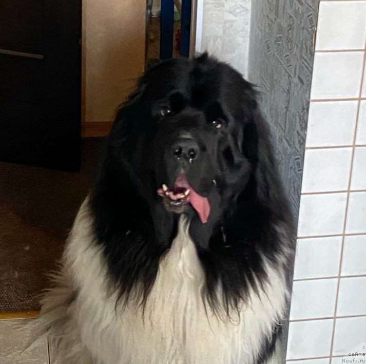 Фото: ньюфаундленд Enigmatik Kingd Vlastelin Dushi (Енигматик Кингд Властелин Души)