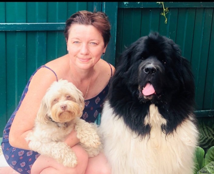 Фото: ньюфаундленд Enigmatik Kingd Vlastelin Dushi (Енигматик Кингд Властелин Души)