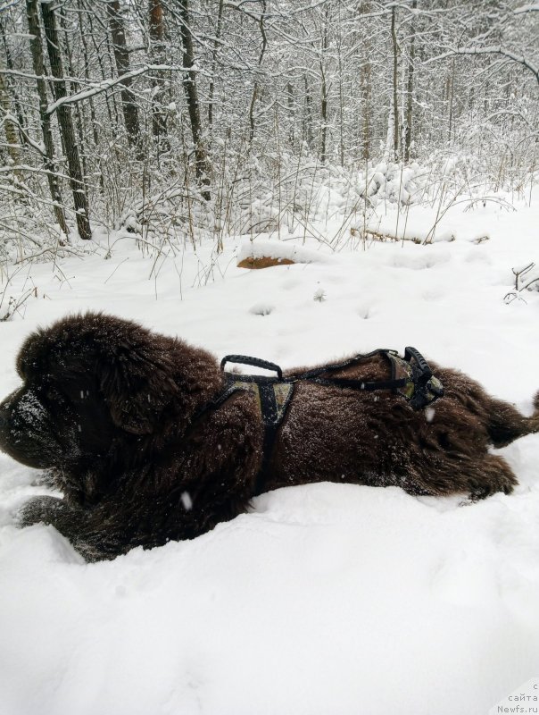 Фото: ньюфаундленд Ispolin iz Carstva Medvedey (Исполин из Царства Медведей)