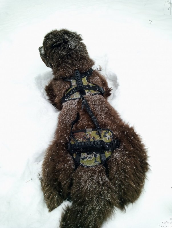 Фото: ньюфаундленд Ispolin iz Carstva Medvedey (Исполин из Царства Медведей)