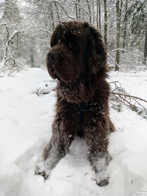 Фото: ньюфаундленд Ispolin iz Carstva Medvedey (Исполин из Царства Медведей)