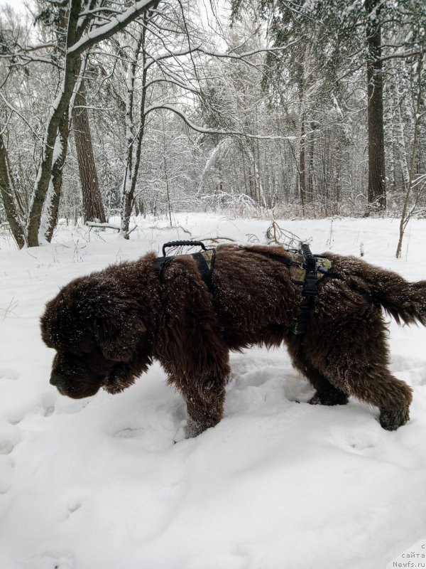Фото: ньюфаундленд Ispolin iz Carstva Medvedey (Исполин из Царства Медведей)