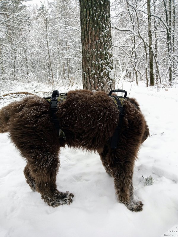 Фото: ньюфаундленд Ispolin iz Carstva Medvedey (Исполин из Царства Медведей)