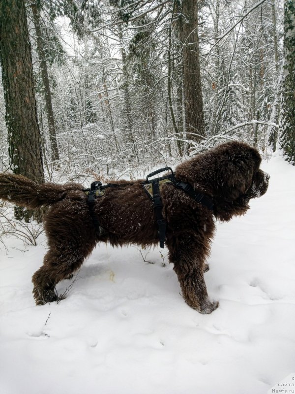 Фото: ньюфаундленд Ispolin iz Carstva Medvedey (Исполин из Царства Медведей)