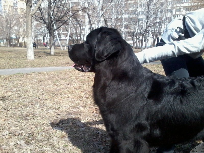 Фото: ньюфаундленд Dinastiya Padede Imira (Династия Падеде Имира)