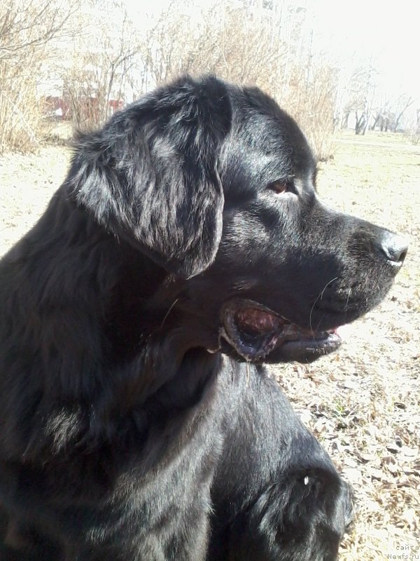 Фото: ньюфаундленд Dinastiya Padede Imira (Династия Падеде Имира)