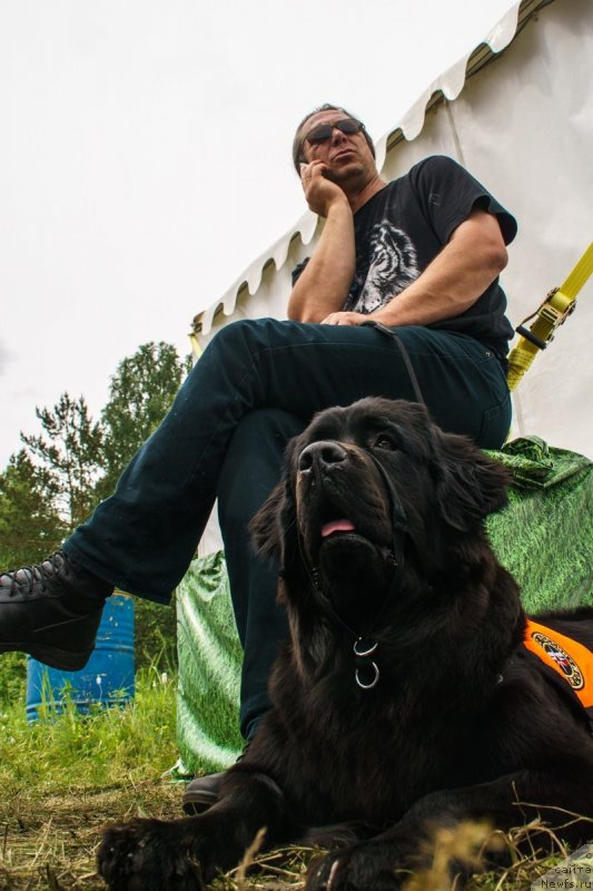 Фото: ньюфаундленд Dinastiya Padede Imira (Династия Падеде Имира)