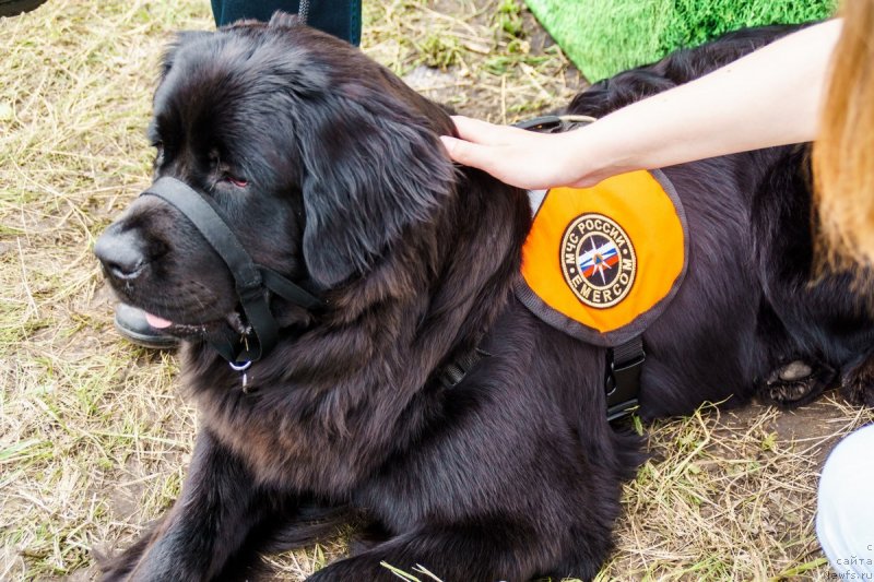 Фото: ньюфаундленд Dinastiya Padede Imira (Династия Падеде Имира)