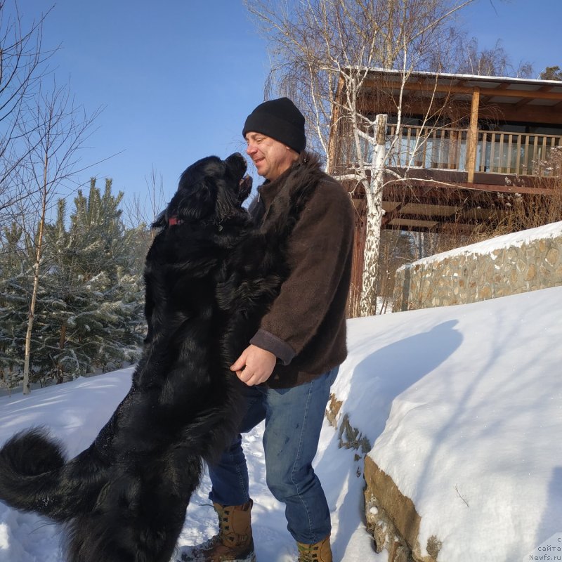Фото: ньюфаундленд Dinastiya Padede Imira (Династия Падеде Имира)