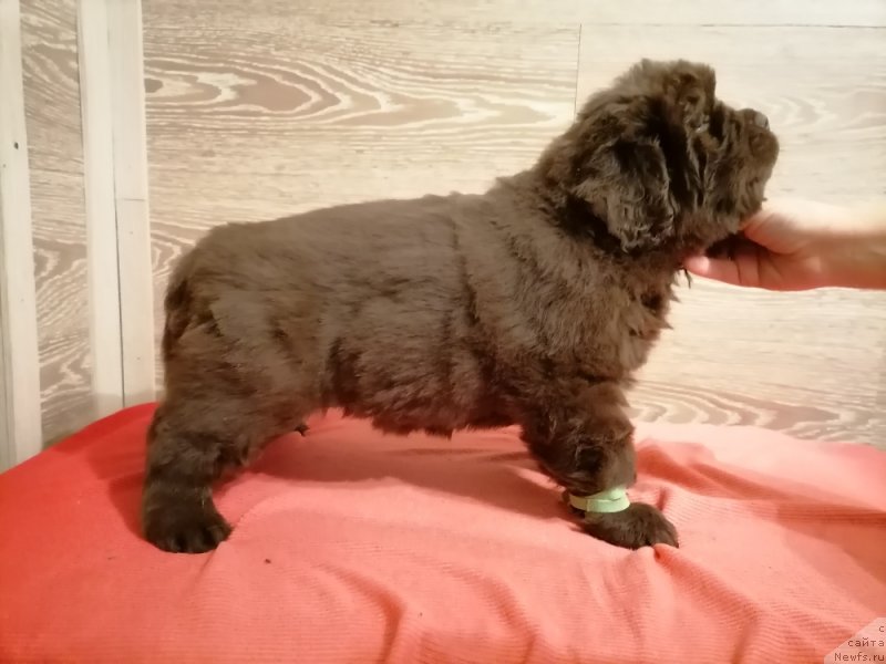 Фотография № 248829