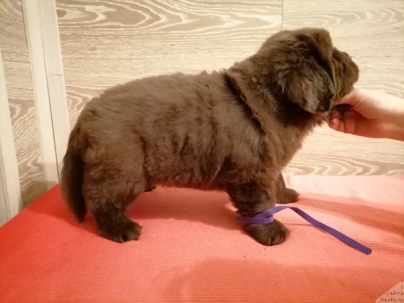 Фото: ньюфаундленд Hit Sheliko Klondaik Sibirskiy (Хит Шелико Клондайк Сибирский)