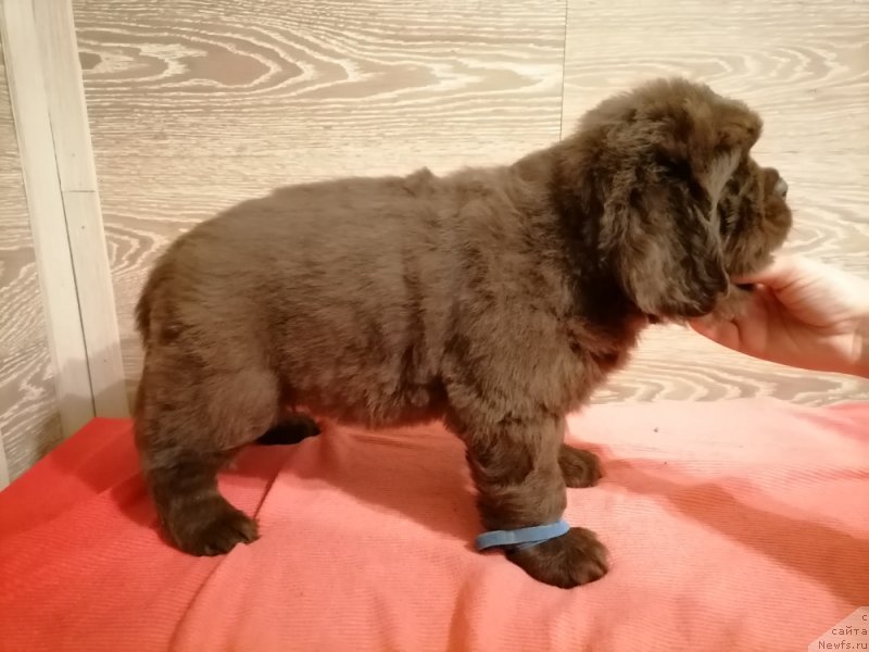 Фотография № 248833