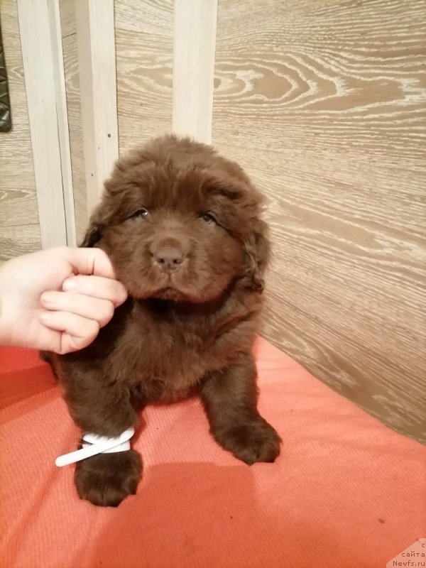 Фотография № 248836