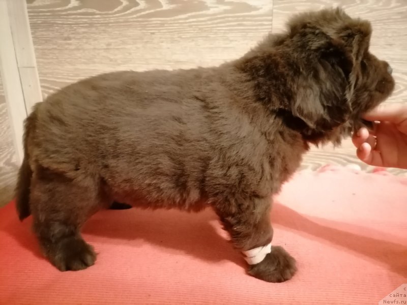 Фотография № 248837