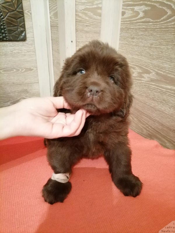 Фотография № 248838