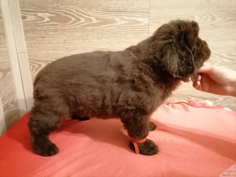 Фотография № 248841