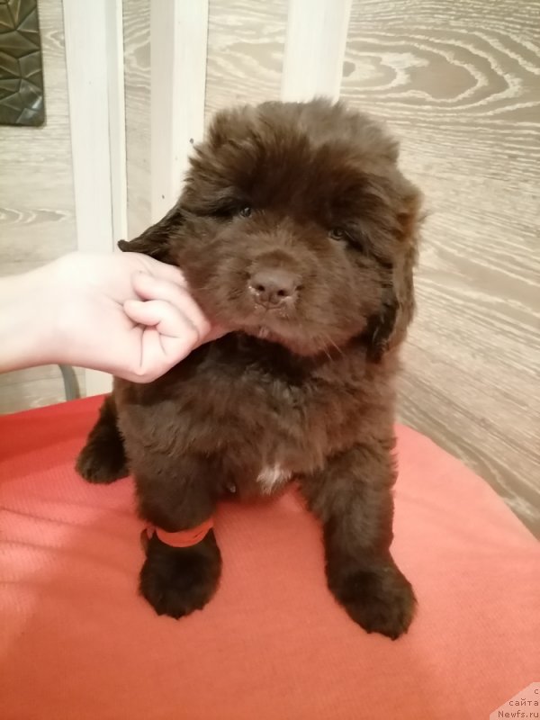 Фотография № 248842