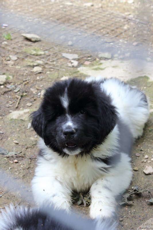 Фото: ньюфаундленд New Plaza Makar (Нью Плаза Макар)