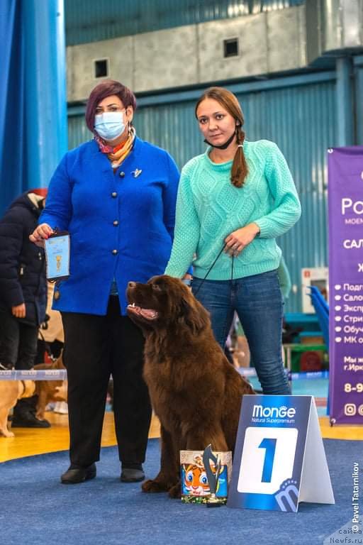 Фото: Kseniya Naumova (Ксения Наумова), ньюфаундленд Super Premium If youre a Gold Star (Супер Премиум Иф юр э Голд Стар)