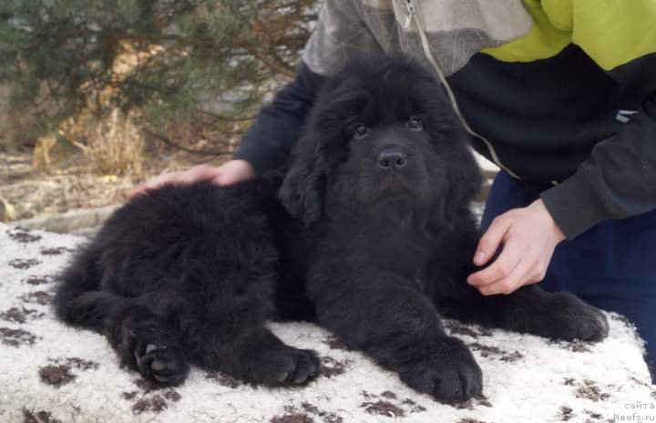 Фото: ньюфаундленд Enigmatik Kingd Noble Prinse (Енигматик Кингд Нобле Принсе)