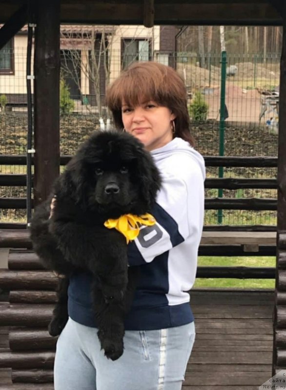 Фото: ньюфаундленд Enigmatik Kingd Noble Prinse (Енигматик Кингд Нобле Принсе)