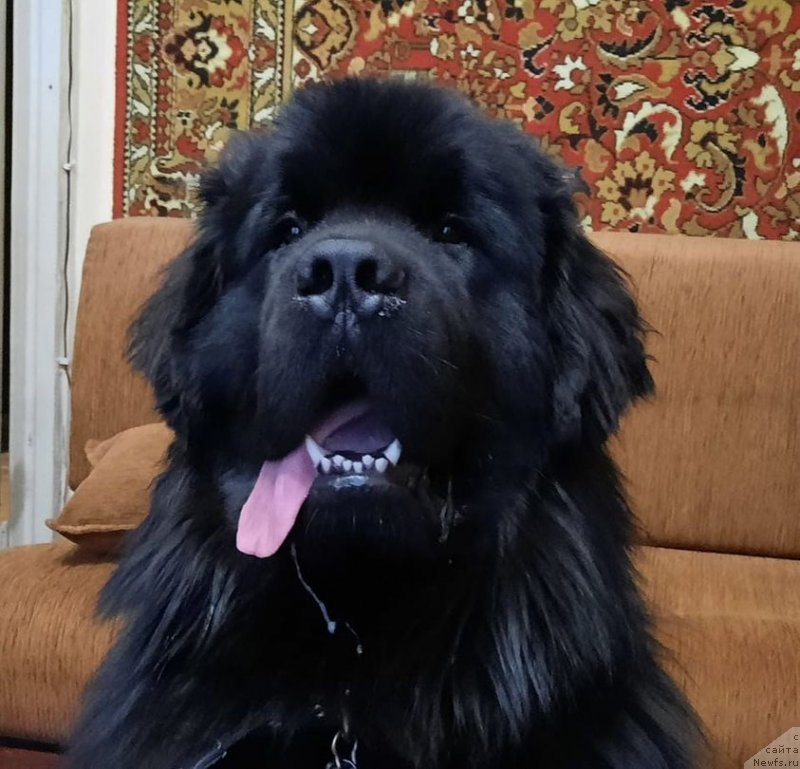 Фото: ньюфаундленд YUstas iz Plemeni Kedra (Юстас из Племени Кедра)