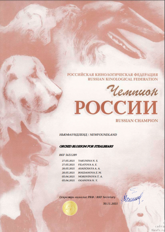 Фото: ньюфаундленд Orchid Blossom for Stealbears (Орхид Блоссом фор Стеалбеарс)