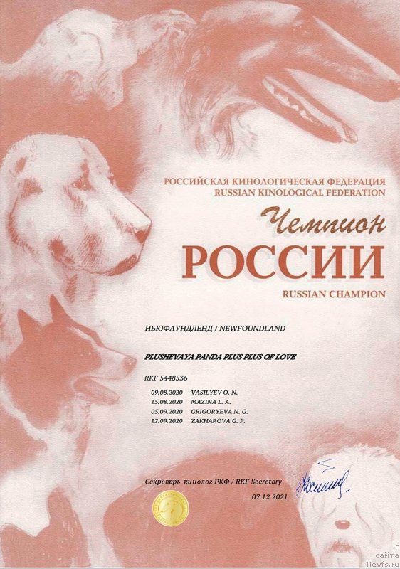 Фото: ньюфаундленд Plushevaya Panda Plus Plus of Love (Плюшевая Панда Плюс Плюс оф Лове)