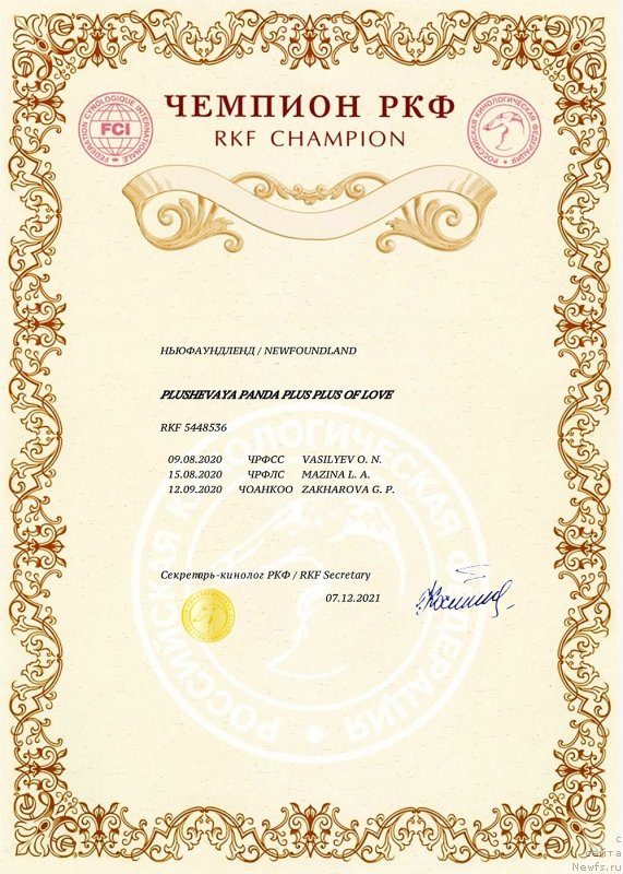 Фото: ньюфаундленд Plushevaya Panda Plus Plus of Love (Плюшевая Панда Плюс Плюс оф Лове)