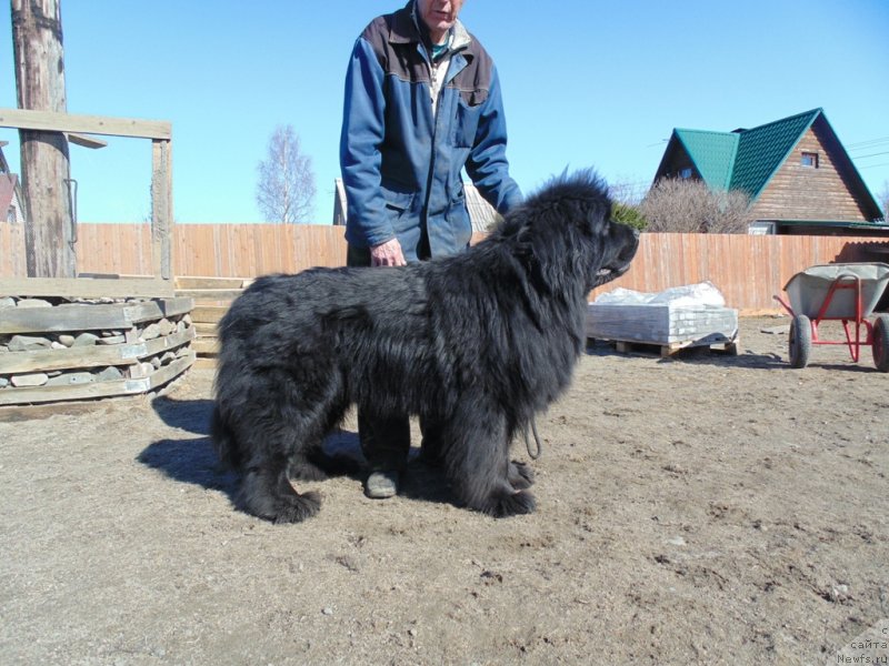 Фото: ньюфаундленд Nao Del' Trato Djonni Dep (Нао Дель Трато Джонни Деп)