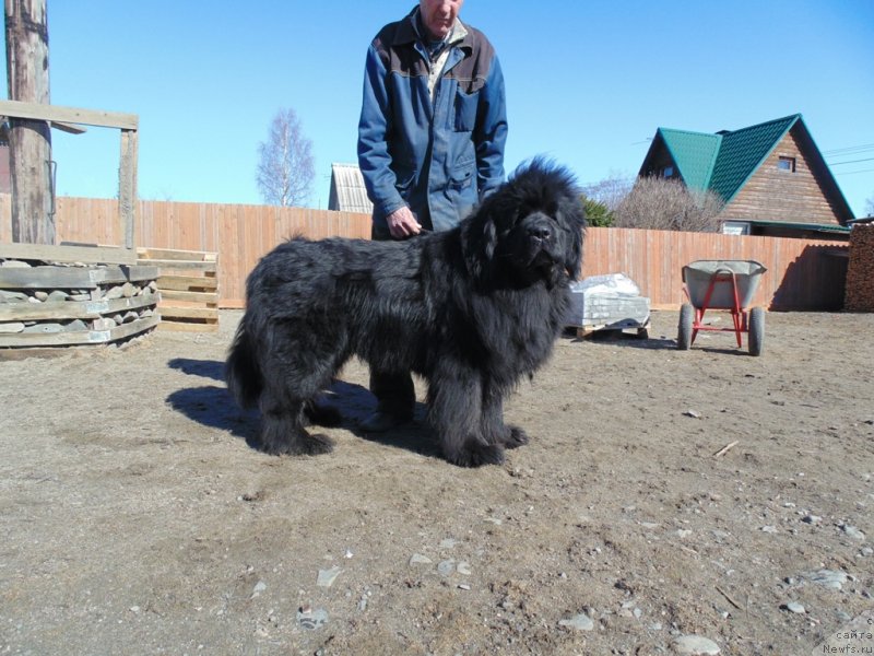 Фото: ньюфаундленд Nao Del' Trato Djonni Dep (Нао Дель Трато Джонни Деп)