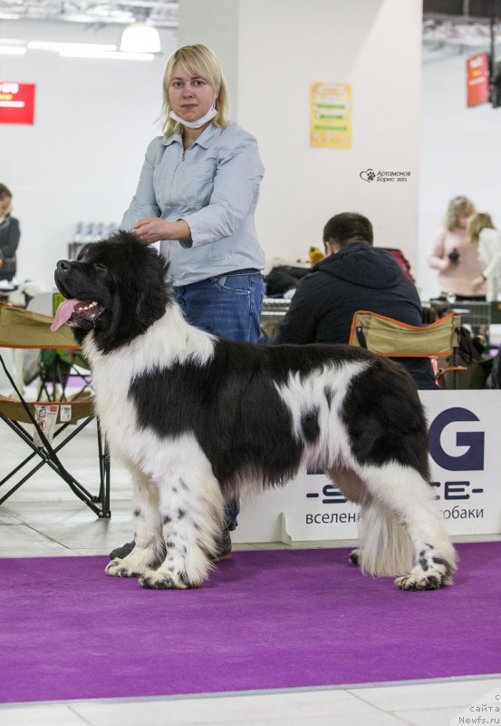 Фото: ньюфаундленд New Plaza Makar (Нью Плаза Макар)