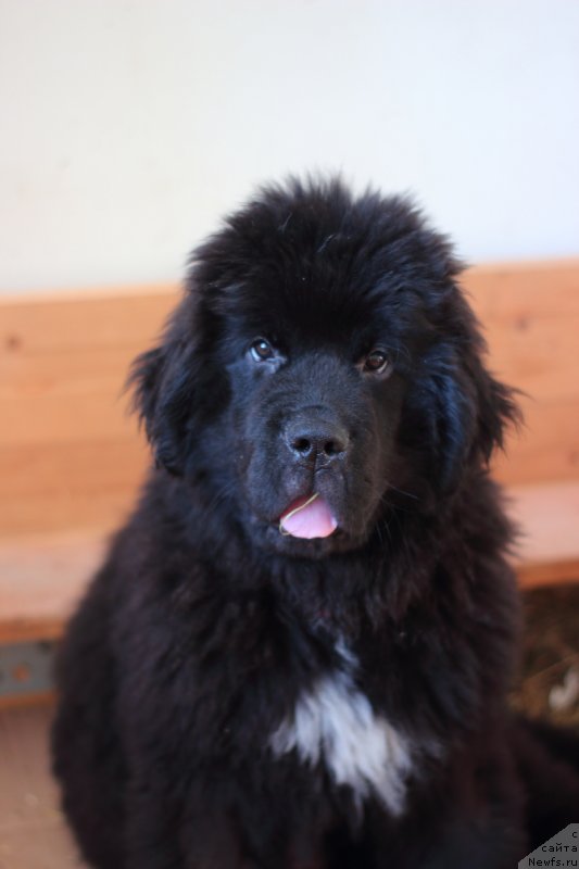 Фото: ньюфаундленд Stealbears Raritet (Стеалбеарс Раритет)