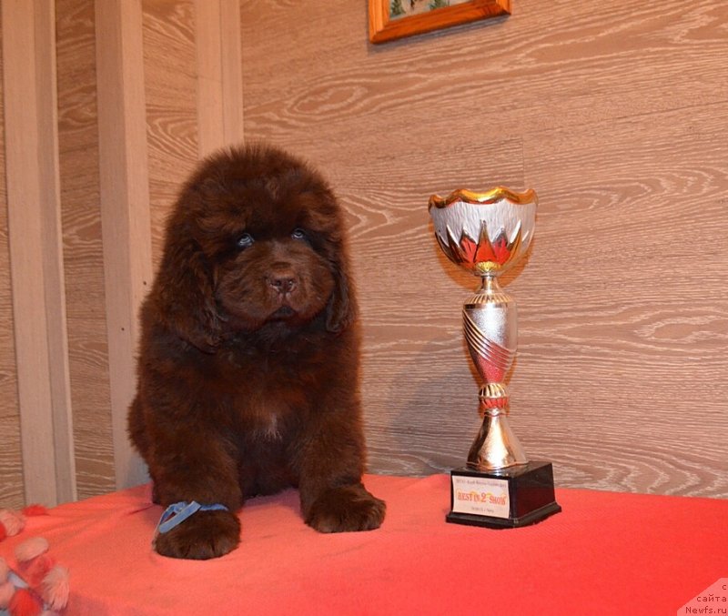 Фото: ньюфаундленд Hit Sheliko Kavalergard Kornet (Хит Шелико Кавалергард Корнет)