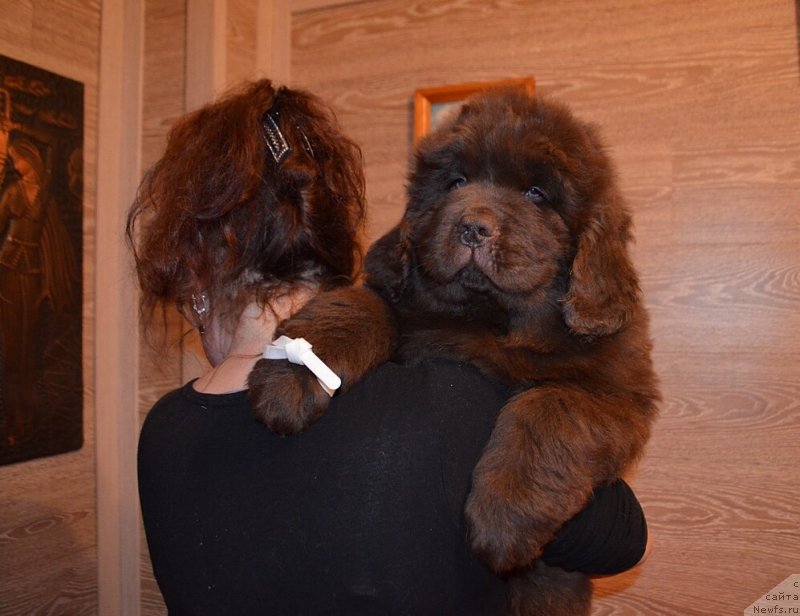 Фото: ньюфаундленд Hit Sheliko Kumir Dushi Moey (Хит Шелико Кумир Души Моей)