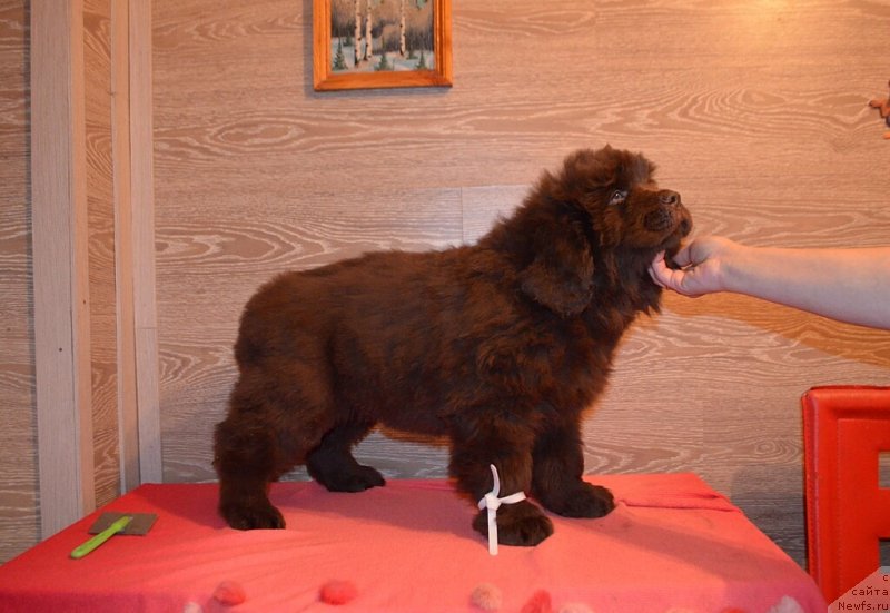 Фото: ньюфаундленд Hit Sheliko Kumir Dushi Moey (Хит Шелико Кумир Души Моей)