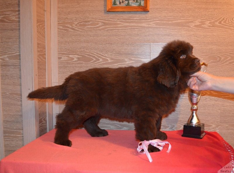 Фото: ньюфаундленд Hit Sheliko Krasivaya Takaya (Хит Шелико Красивая Такая)