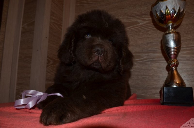 Фото: ньюфаундленд Hit Sheliko Krasivaya Takaya (Хит Шелико Красивая Такая)